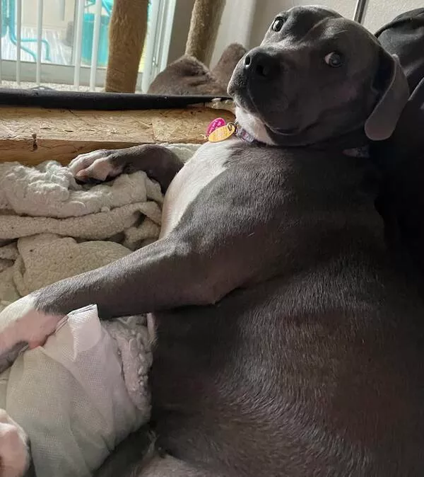 Funny dogs - #9 