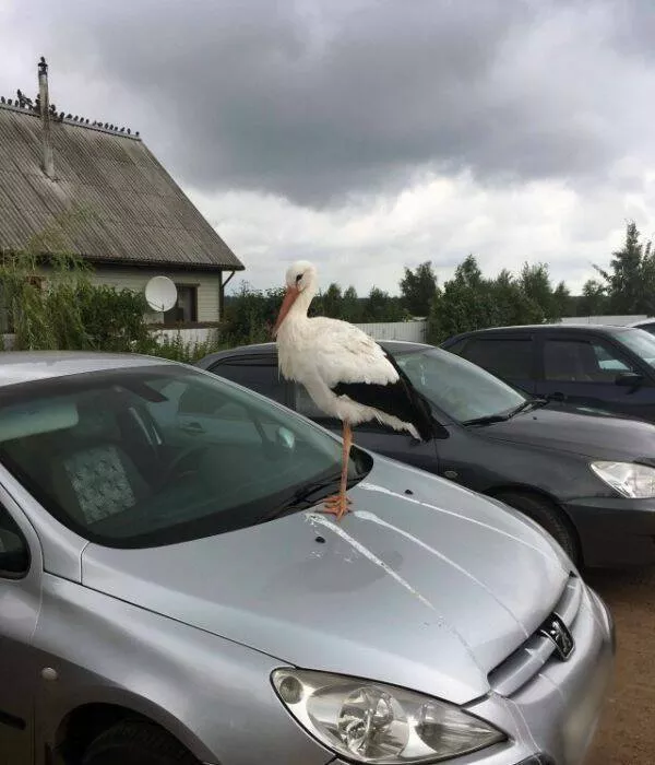 Picdump 648 - #14 