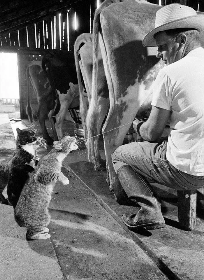 Best of historical photos - #6 
