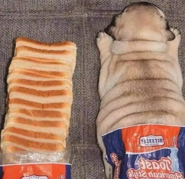 Food humor - #19 