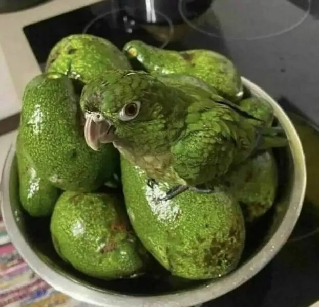 Food humor - #24 