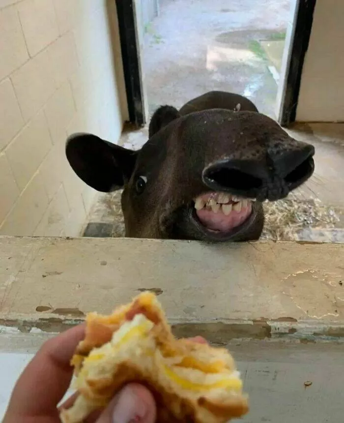 Humour alimentaire - #25 