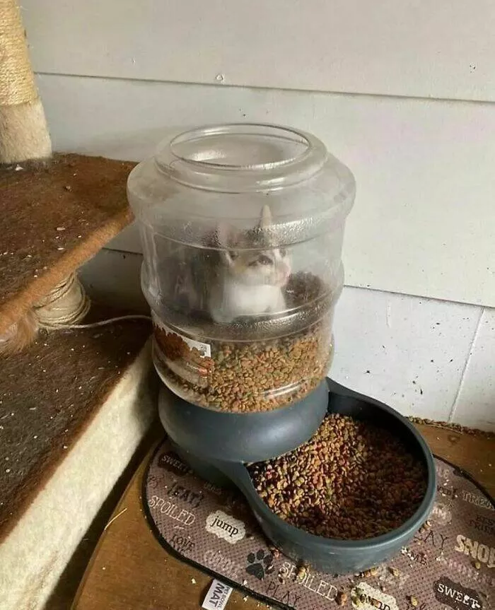 Food humor - #26 