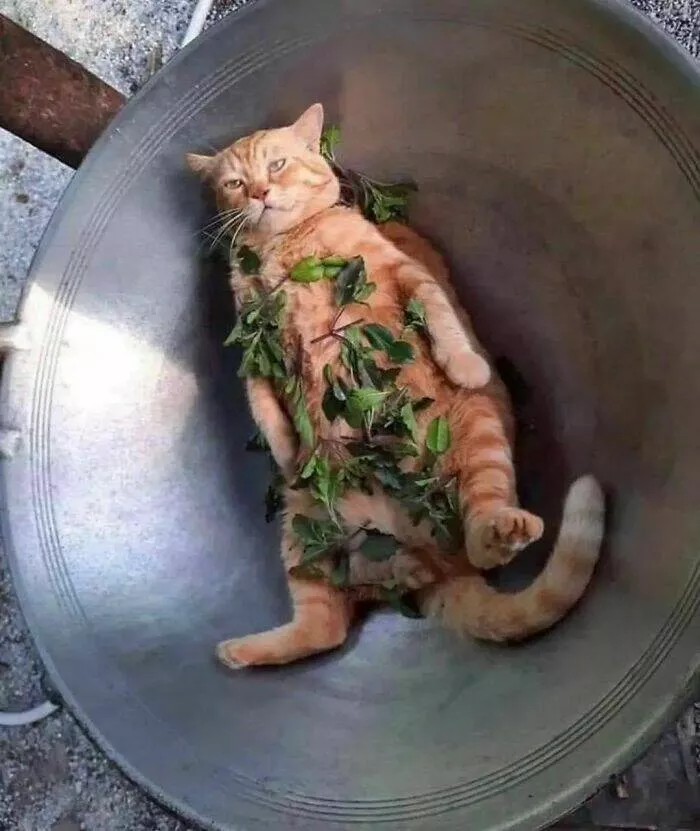 Food humor - #33 
