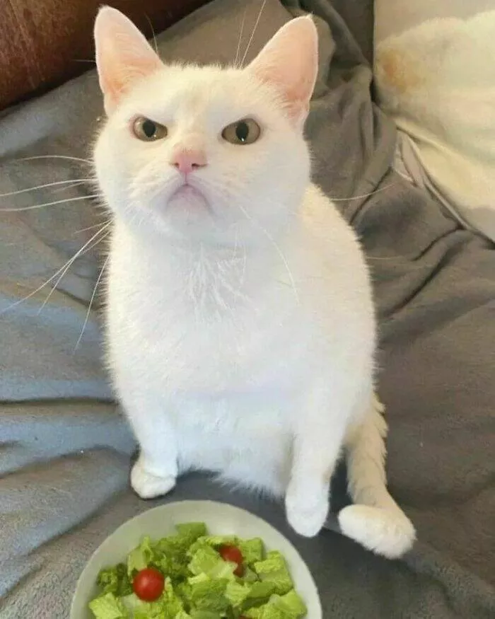 Food humor - #4 