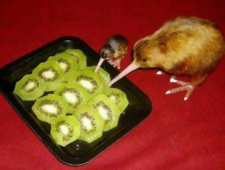 Humour alimentaire - #6 