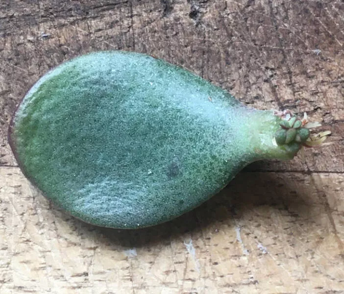 Les merveilles que la nature nous offre - #10 
