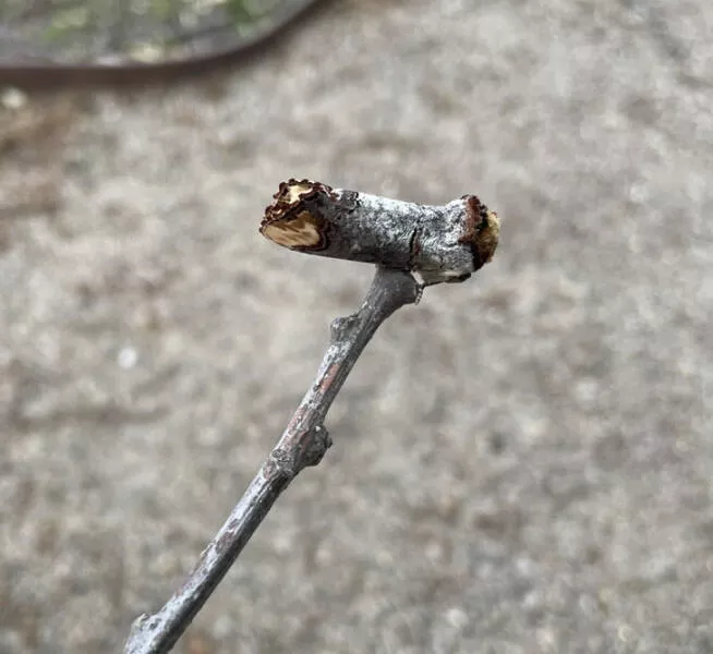 Les merveilles que la nature nous offre - #11 