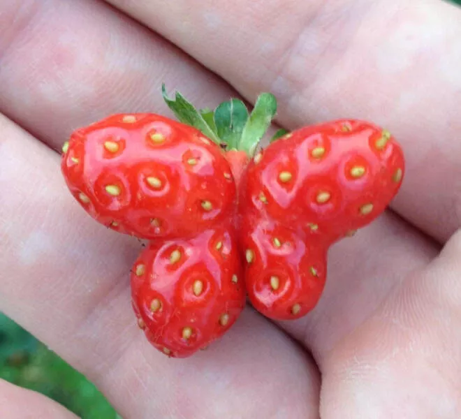 Les merveilles que la nature nous offre - #3 