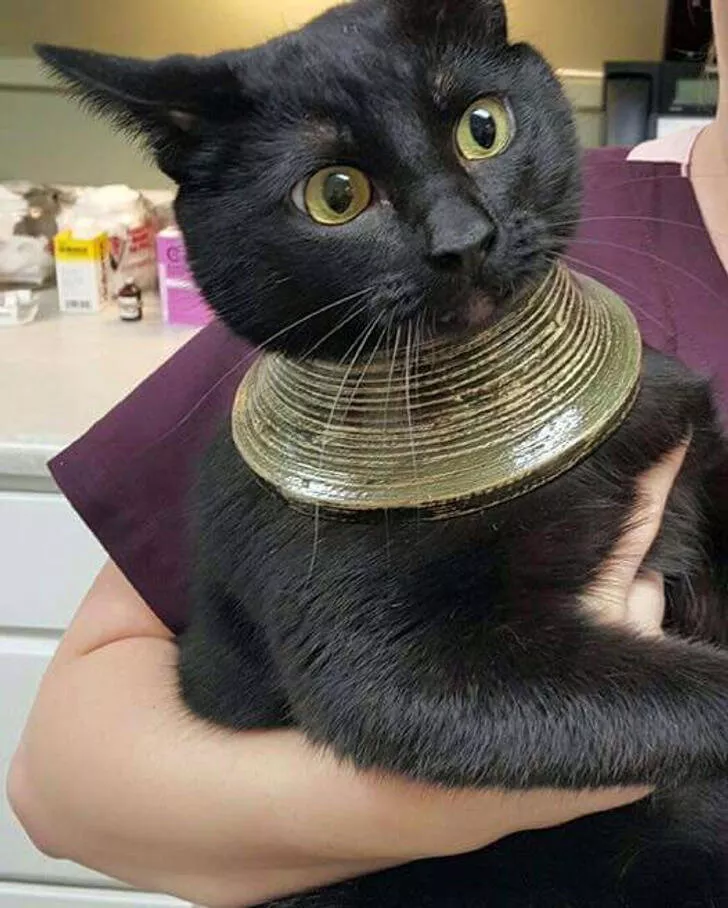 Unexpected surprises in every picture - #1 