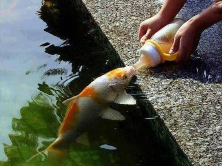 Picdump 667 - #63 