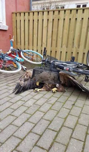 Simple ways to create the best wtf - #15 