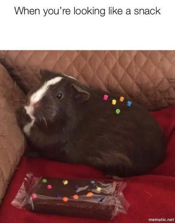 Best of funny animals - #10 