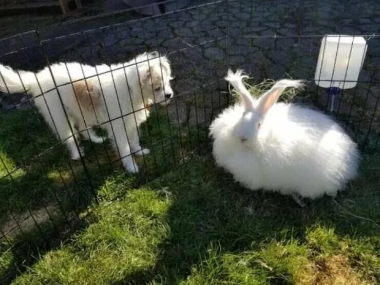 Best of funny animals - #13 