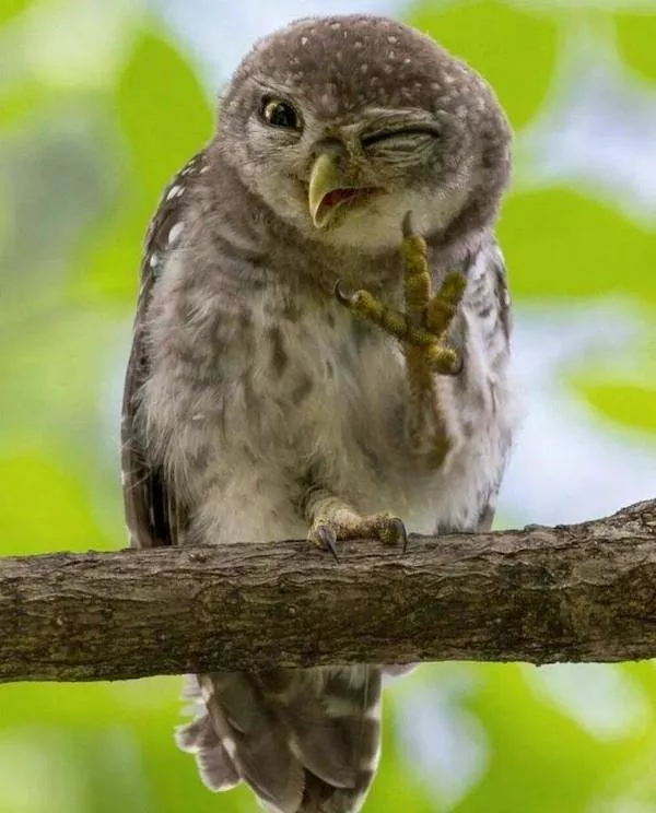 Best of funny animals - #14 
