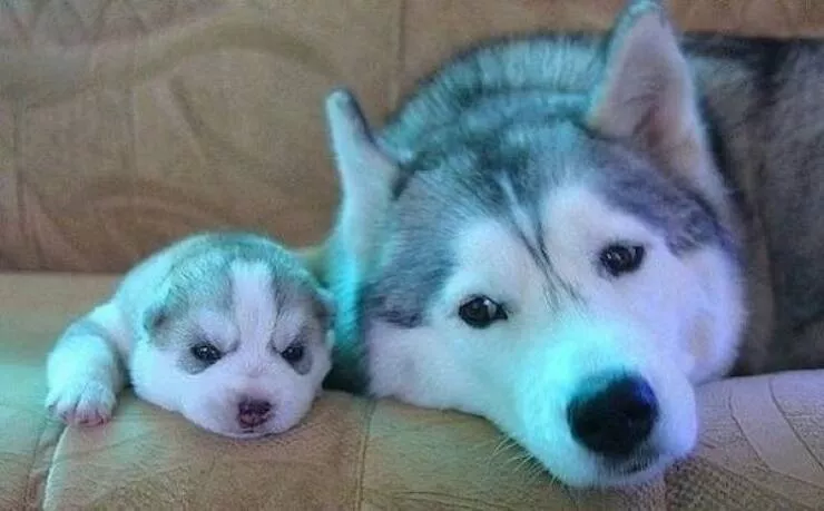 Best of funny animals - #15 