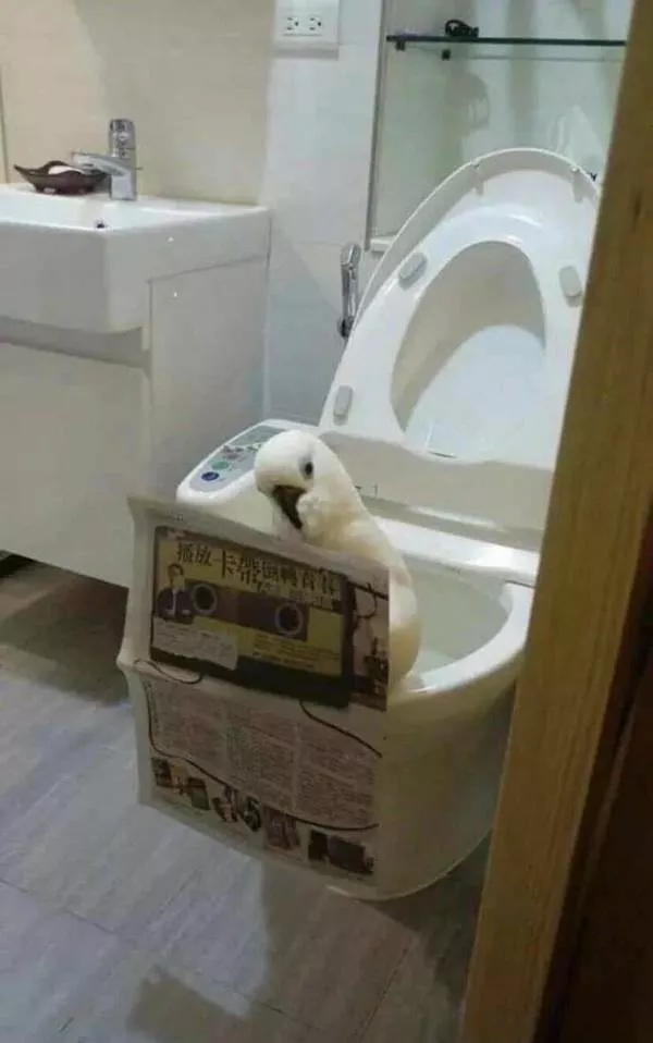 Best of funny animals - #18 