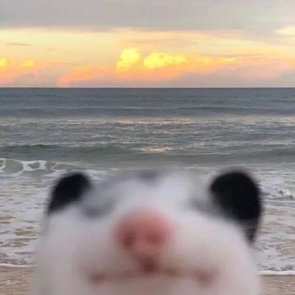 Best of funny animals - #2 