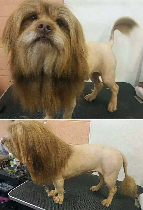 Best of funny animals - #22 