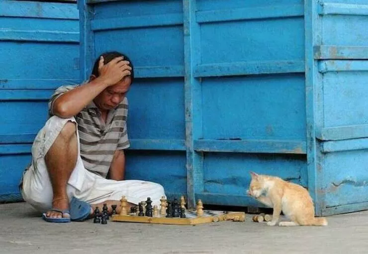Best of funny animals - #25 