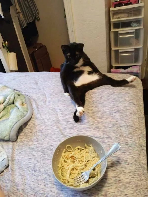 Best of funny animals - #3 