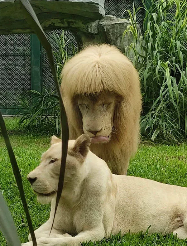 Best of funny animals - #4 