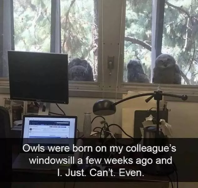 Best of funny animals - #8 