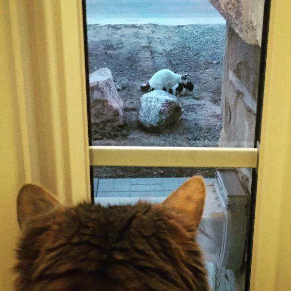 Picdump 99 - #36 