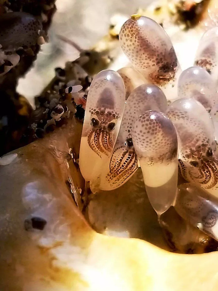 Finds on the beaches like no other - #10 