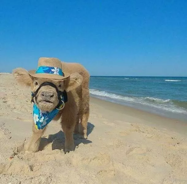 Finds on the beaches like no other - #15 