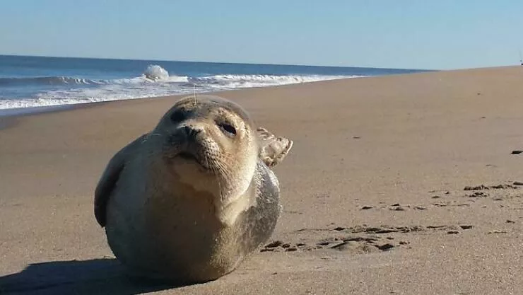 Finds on the beaches like no other - #33 