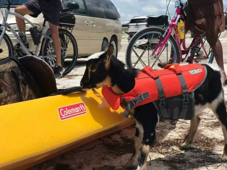 Finds on the beaches like no other - #37 