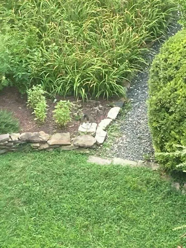 The kings of camouflage - #10 