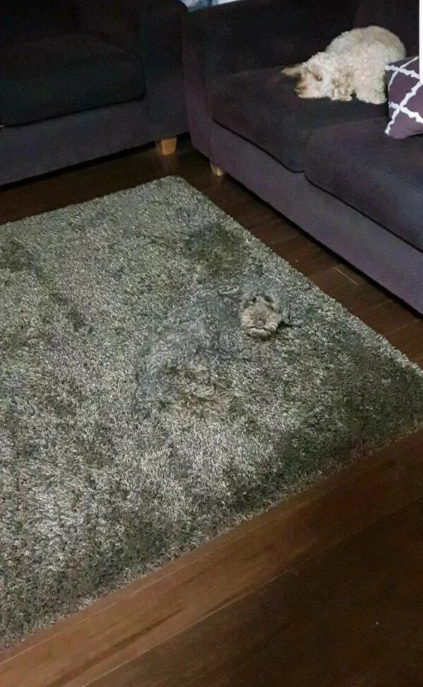 Les rois du camouflage - #16 