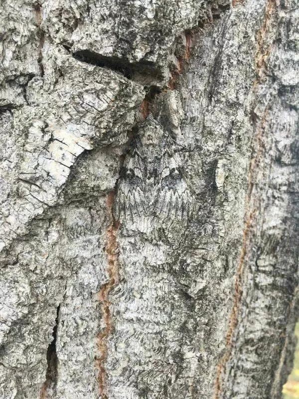The kings of camouflage - #23 