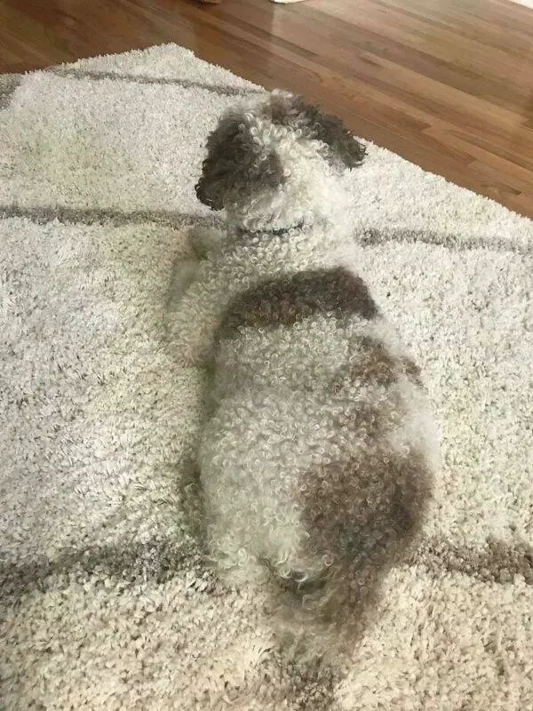 The kings of camouflage - #3 