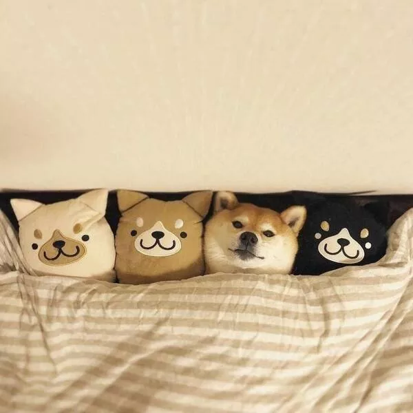 Picdump 682 - #12 