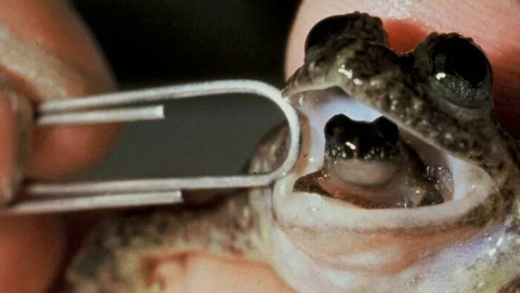 A quoi ressemblait la nature il y a de nombreuses annees - #27 