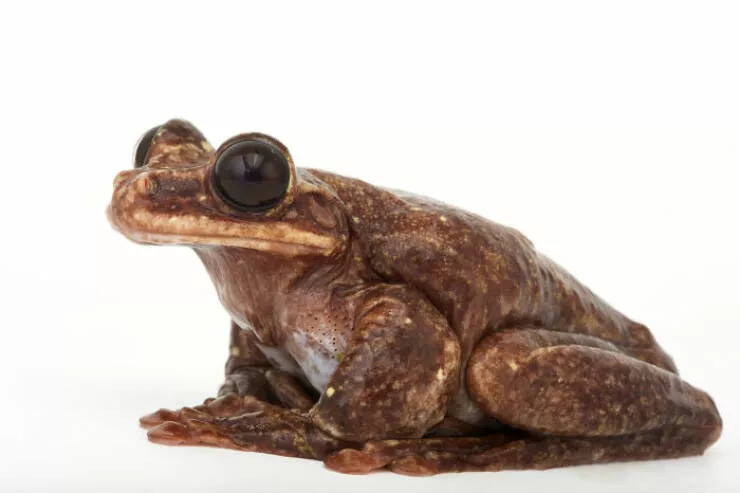 A quoi ressemblait la nature il y a de nombreuses annees - #32 
