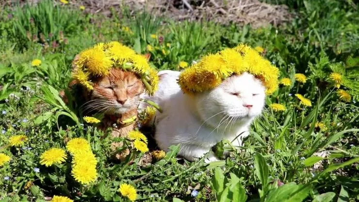 Picdump 683 - #34 