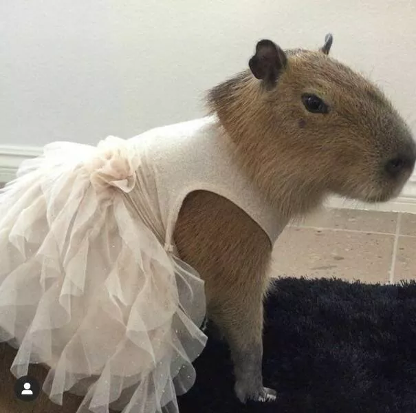 Picdump 683 - #62 