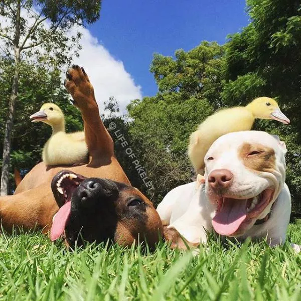 Les plus beaux moments captures en images - #30 