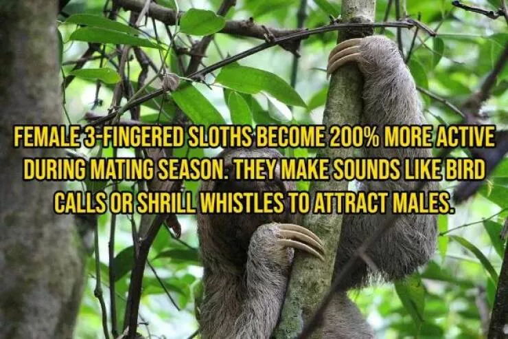 Some facts about animals - #10 