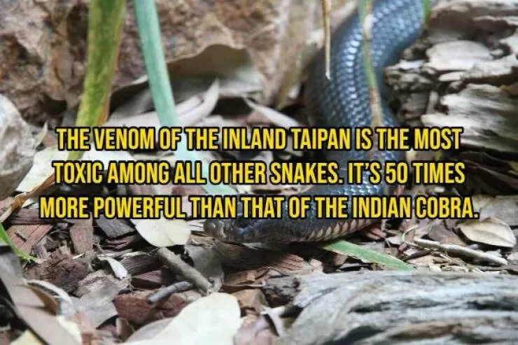 Some facts about animals - #11 