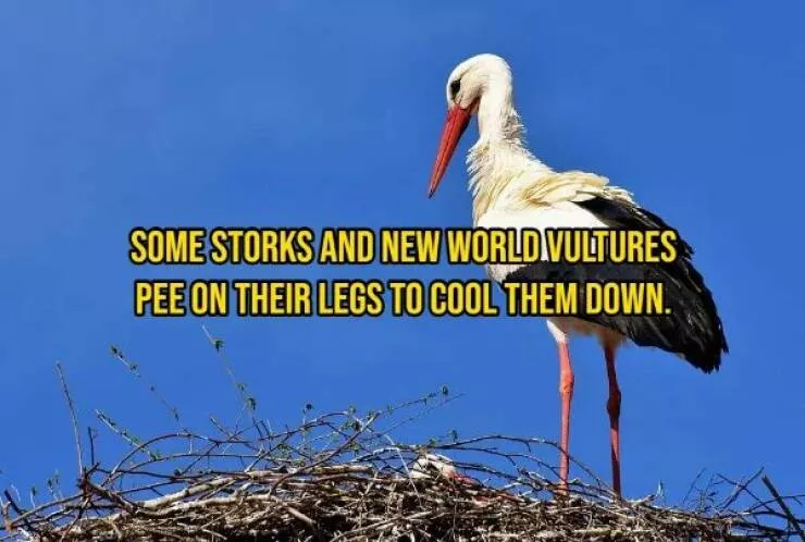 Some facts about animals - #14 