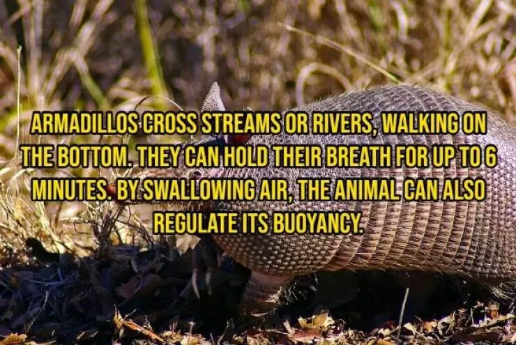Some facts about animals - #15 