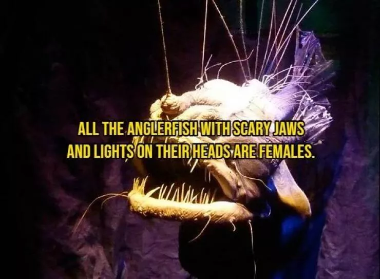 Some facts about animals - #2 