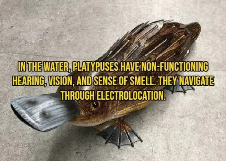 Some facts about animals - #4 