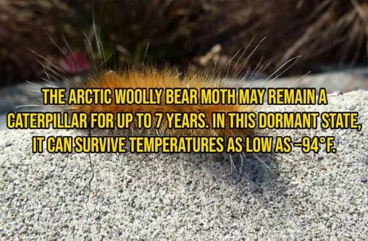 Some facts about animals - #5 
