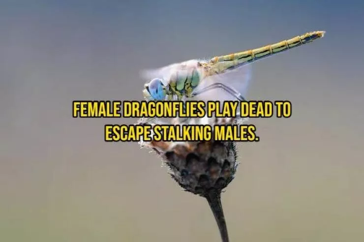 Some facts about animals - #7 